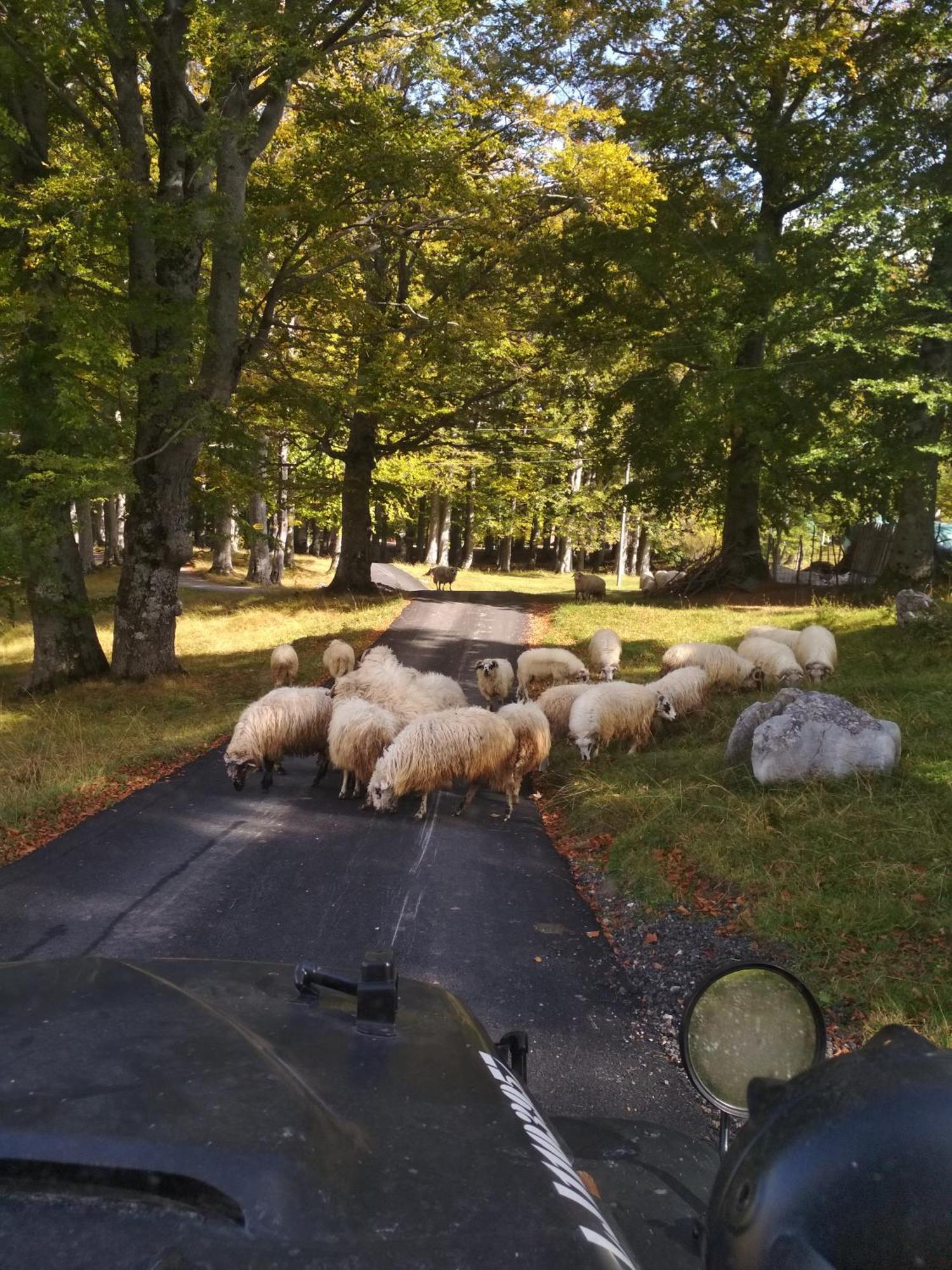 Chalet Kovacevic Žabljak Esterno foto